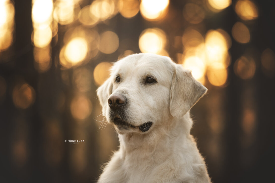 Golden con famiglia in salotto
